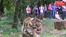 VIDEO. Romagne : la Vallée des singes fête ses 20 ans