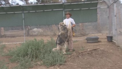La "cura" del lobo, exsoldados con estrés postraumático se unen a la manada