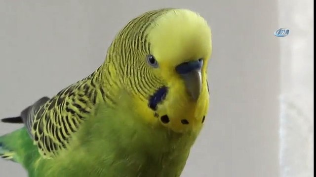 Muhabbet Kuşu “Başkan Recep Tayyip Erdoğan” Diye Konuşuyor