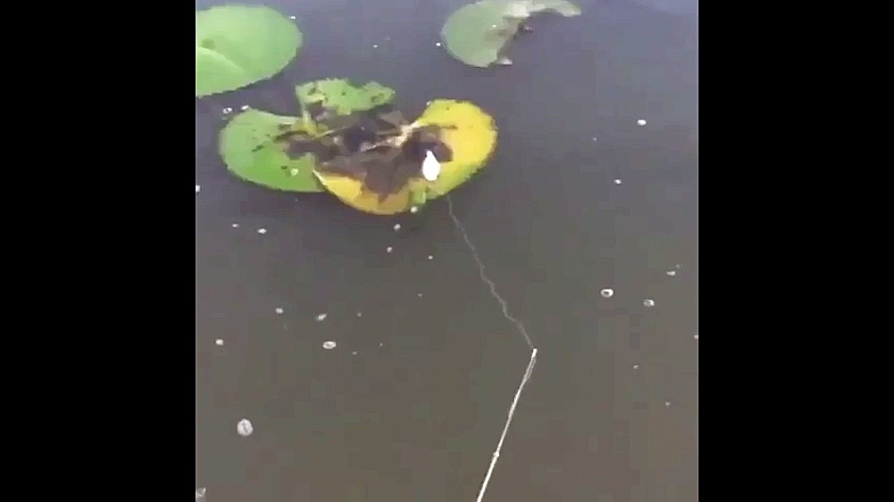 2 Bass One Fishing Hook