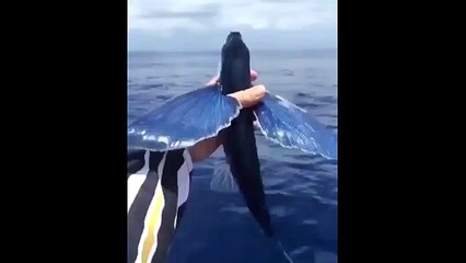 Flying Fish