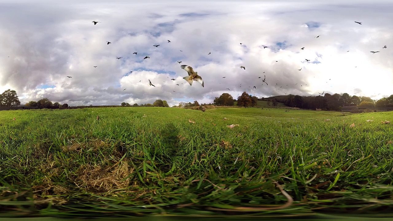 360° Red Kite Bird Feeding Frenzy 4k | BBC Earth Unplugged