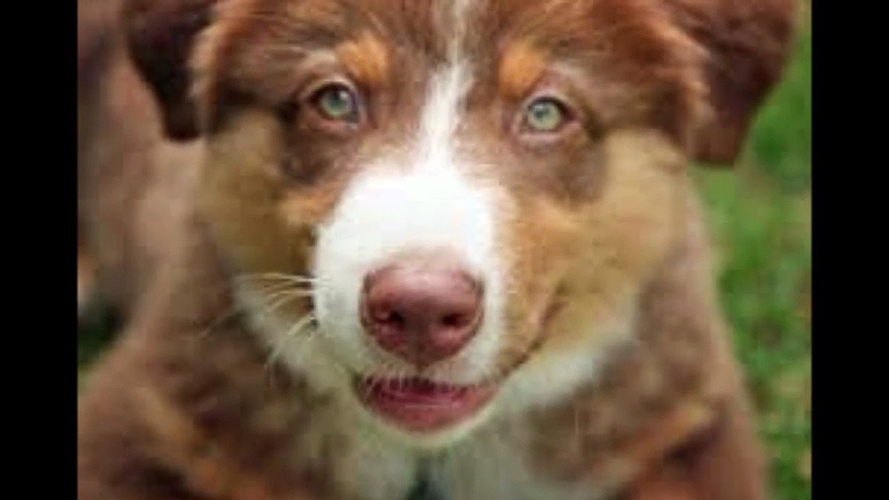 green eyes dogs