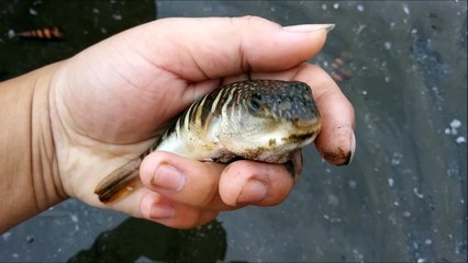 Ce poisson adorable ne dit rien quand on le prend dans la main