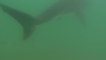 Un surfeur filme un grand requin blanc à quelques mètres de lui