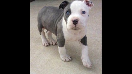 cute baby pitbull puppies
