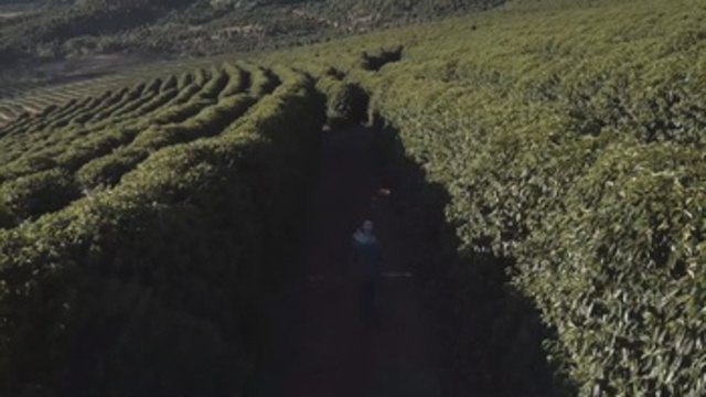 Las exportaciones de café en Brasil bajaron más de un 8% desde el año pasado