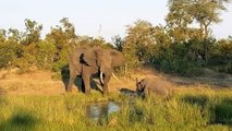 Big bull elephant suddenly launches attack on lone rhino