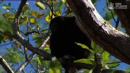 And The Mammals Laid Eggs (Part 2/5)