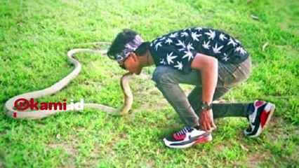 Ternyata! Ular yang Tewaskan Rizky Bukan King Cobra Biasa