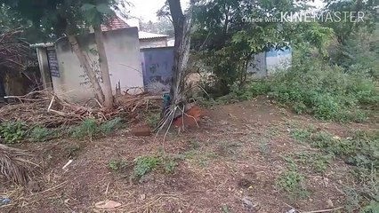 BEAUTIFUL PEACOCK DANCING RARE VIDEO 1280x720 3.78Mbps 2018-07-13 07-28-45