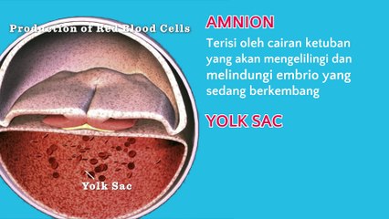 MOM AND KIDS Perkembangan Janin Minggu 4