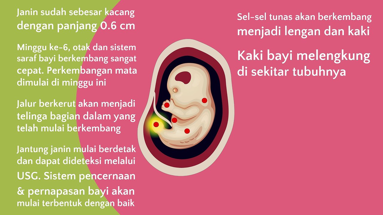 MOM AND KIDS Perkembangan Janin Minggu 6