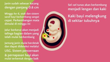 MOM AND KIDS Perkembangan Janin Minggu 6