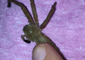 Four-Legged Spider Enjoys TLC From Rescuer
