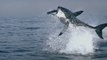 Great White Shark - The Most Dangerous Sea Creatures - Nat Geo Doc Part 1