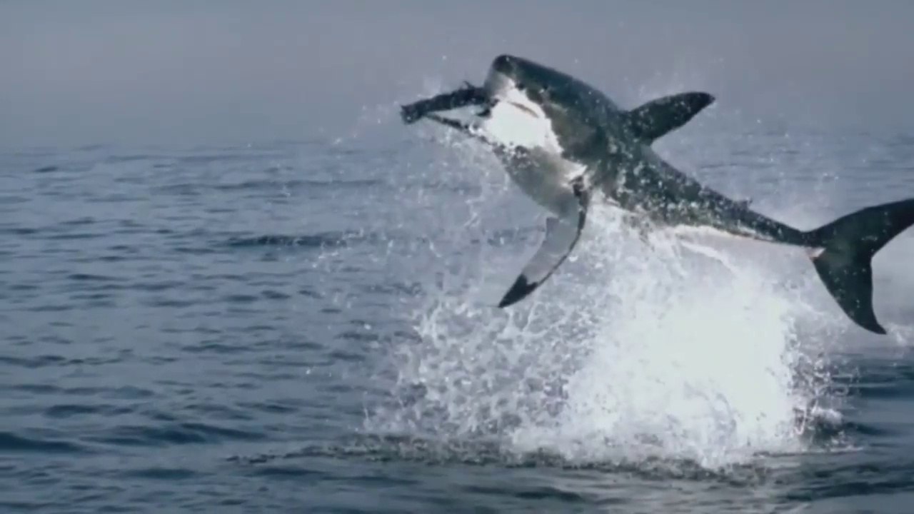 Great White Shark - The Most Dangerous Sea Creatures - Nat Geo Doc Part