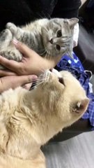 CAT CRYING WITH TEARS