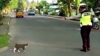 Funny police helps cat cross the road