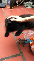 Cat Rescues Baby Bird