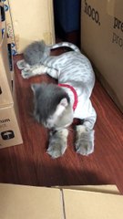 A failed experiment in cat shaving