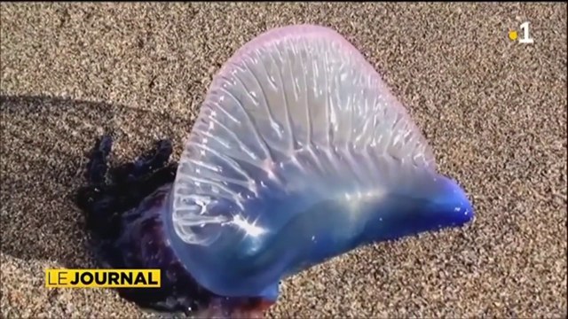 Les galères portugaises sont de retour