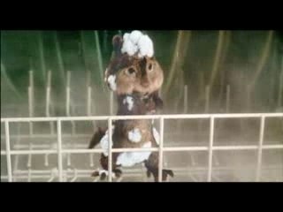 Alvin et les Chipmunks Extrait 1 : Cycle de rincage