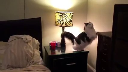 Cat Puts Herself to Sleep in Tiny Human Bed