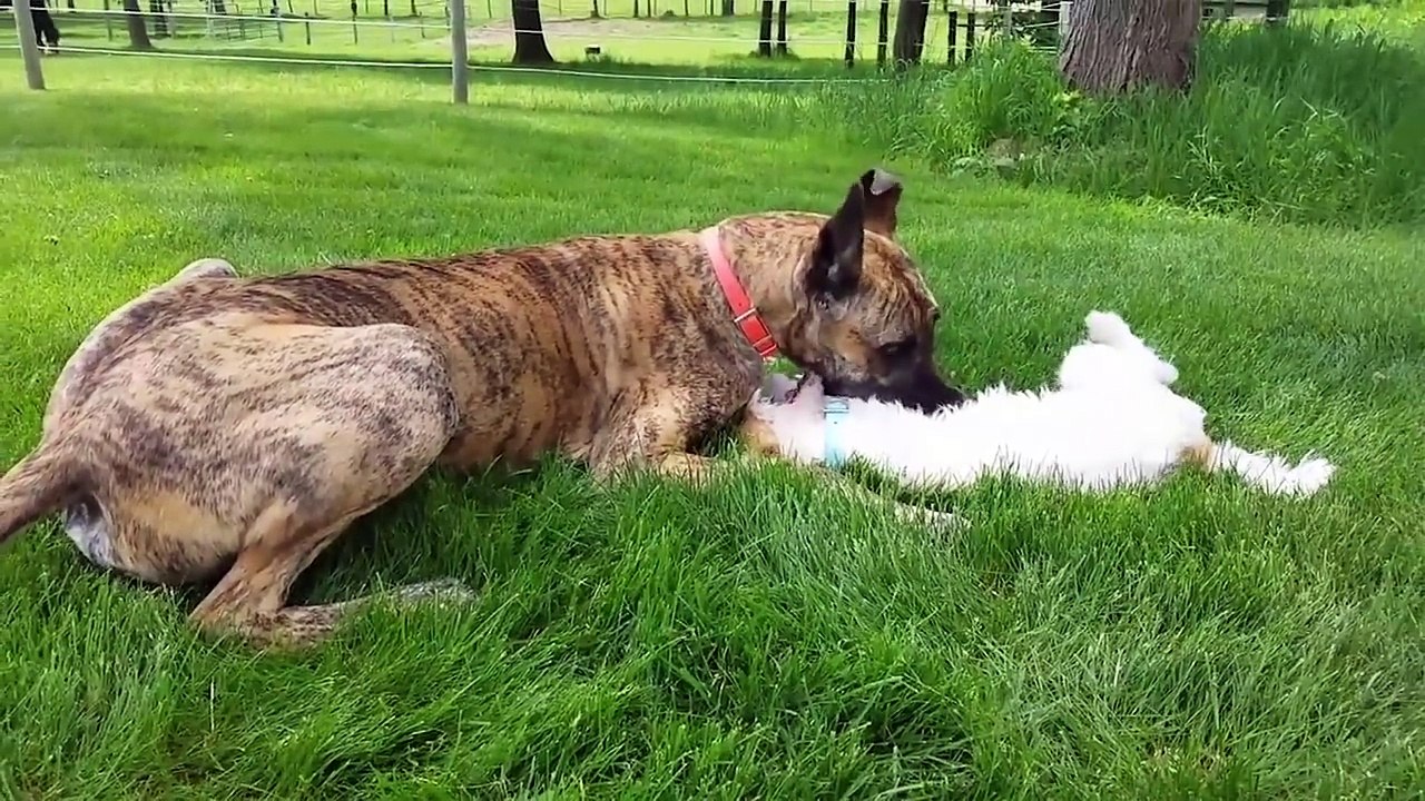 Cutest Adorable Pets Compilation July 2018