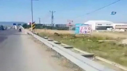 Şehre İnen Domuz Sürücülere Zor Anlar Yaşattı