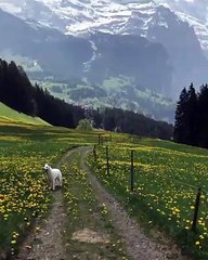 Taking your dog for a walk in Switzerland 