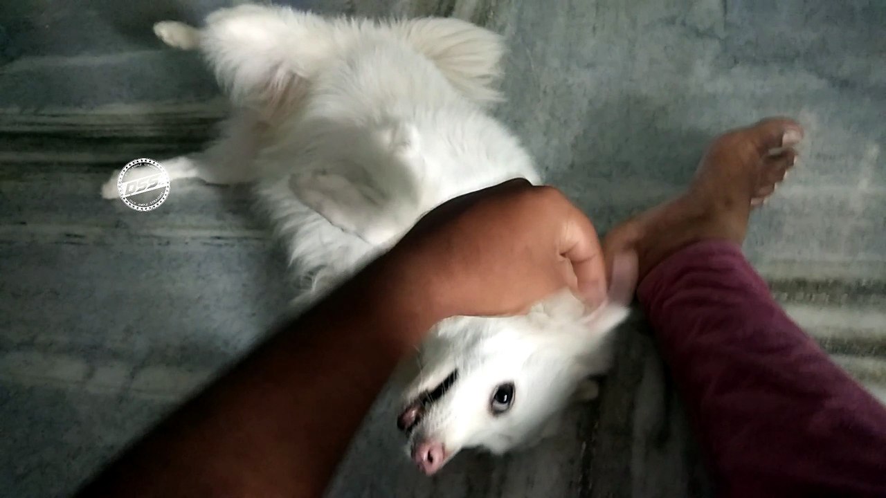What a cute Dog.. because you never seen  before like this