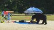 Hungry Bear Prowls Through British Columbia Beach