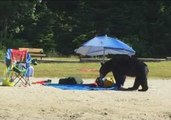 Hungry Bear Prowls Through British Columbia Beach