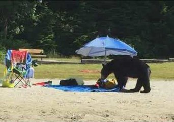 Hungry Bear Prowls Through British Columbia Beach