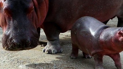 Newborn hippo a big hit at Mexican zoo