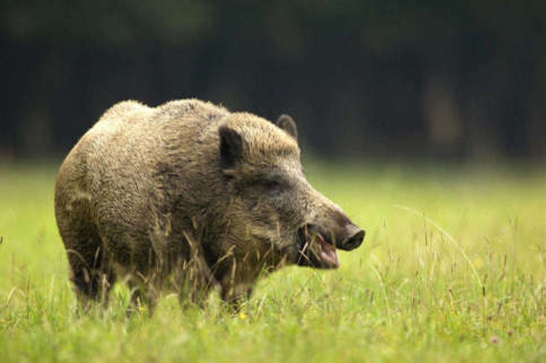 La chasse au sanglier