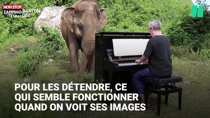Thaïlande : Un pianiste fait danser des éléphants blessés (Vidéo)