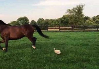 Horse Gets Chased Around by Curious Guinea Fowl