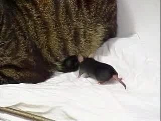 Syndiquée, la souris n'a plus peur du chat