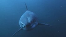 Dangerous Sea Creatures | Great White Sharks | National Geographic