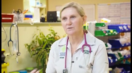 お母さんいた！孤児となったコアラにぬいぐるみのコアラをプレゼント。ぴっとり抱き着くその姿がいとおしい。