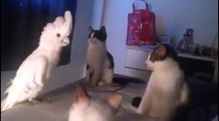 オウムが猫の鳴き声を覚えると…猫たちはこんな反応になる