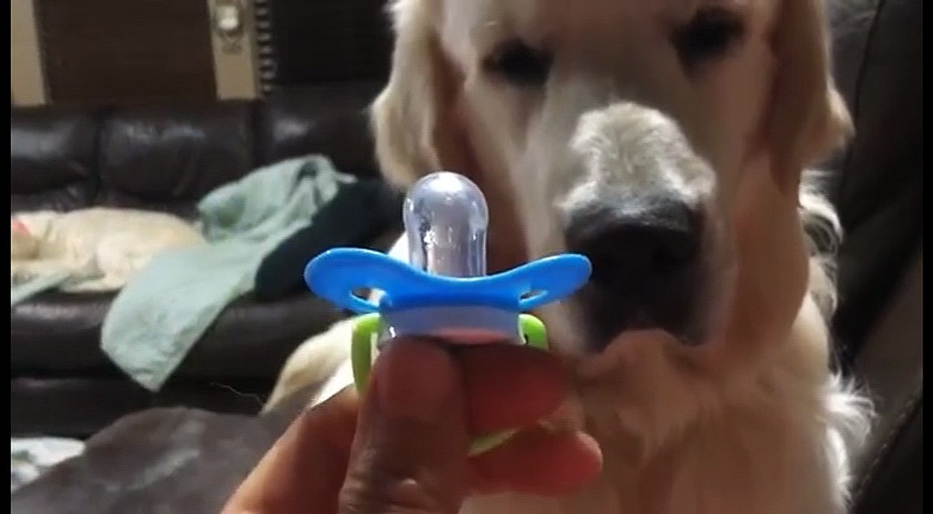 おしゃぶりを譲りたくない犬、格闘家のような完璧ガードを披露