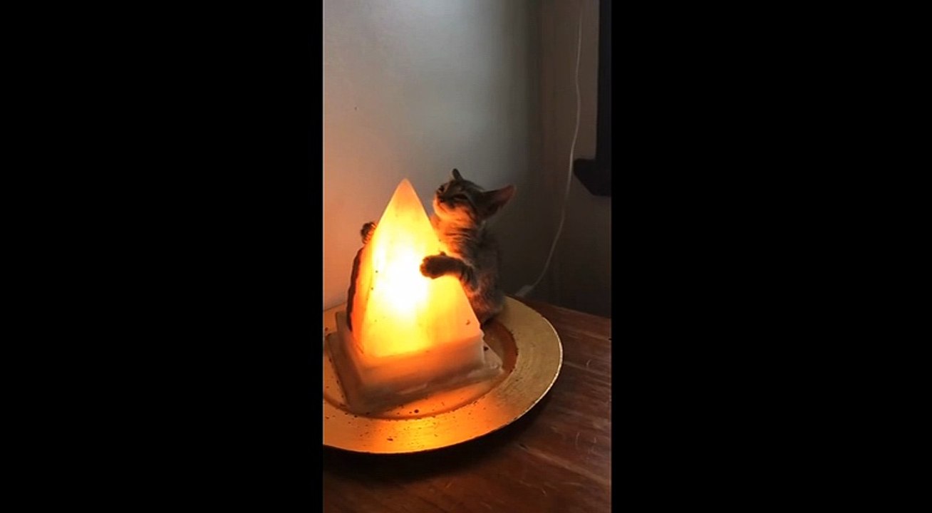 ピラミッドパワーを注入し、別の意味で人類を滅亡させる気満々の子猫