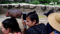 Un bébé hippopotame grande vedette d'un zoo mexicain