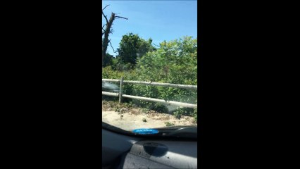 Cet écureuil mange le contenu.. D'une capote !