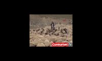 Koyuna gelinlik, koça damatlık giydirildi