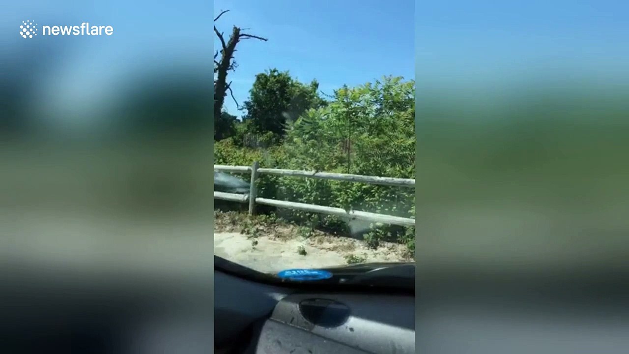 Un écureuil mange le contenu d'un préservatif