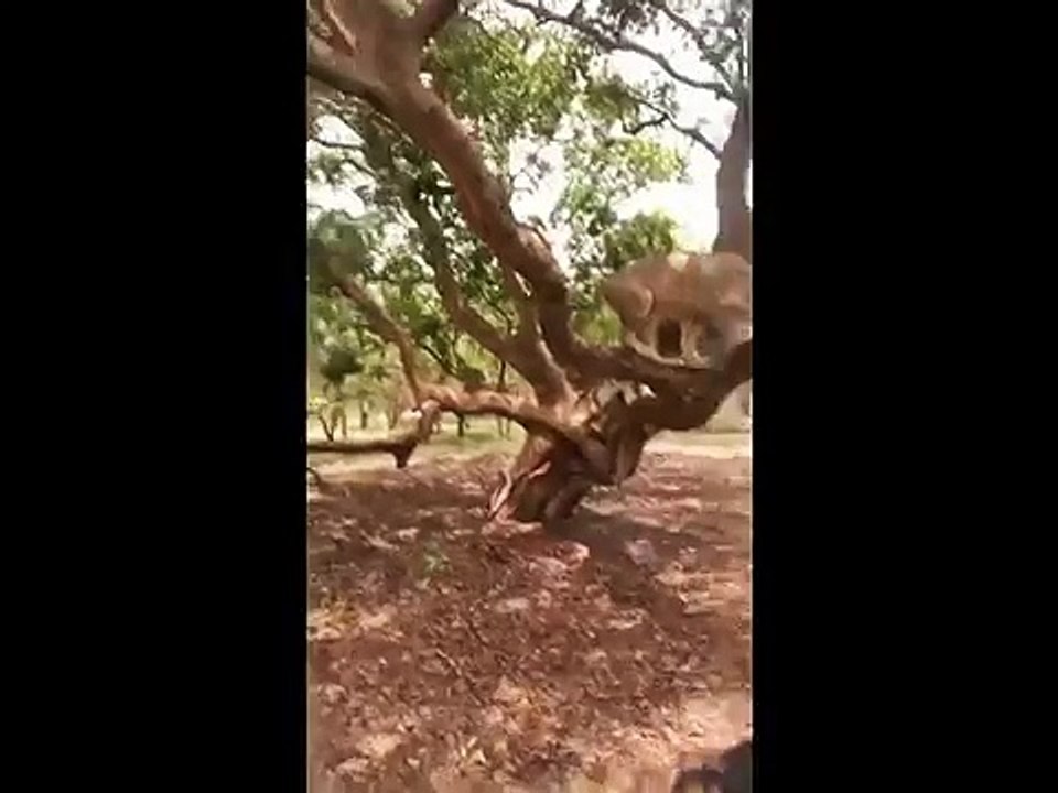 gana